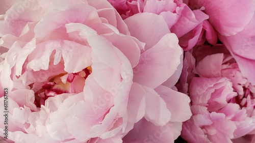 pink rose background