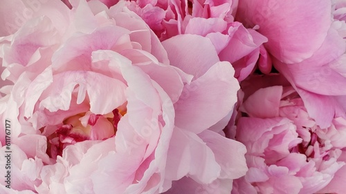 close up of pink rose