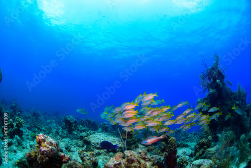 coral reef with fish © Bruce