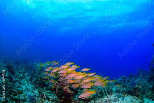 coral reef with fish