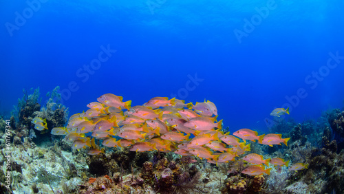 coral reef in the sea