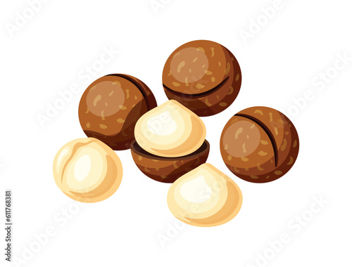 Tasty macadamia nuts isolated on white background. Vector illustration of a delicious handful of shelled and peeled macadamia nuts in cartoon style. Macadamia icon. Healthy, organic snacks.