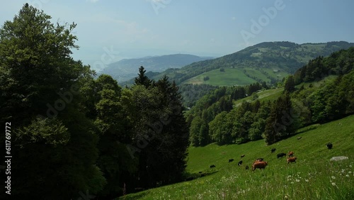 Cows in the mountain. Brown and black cattles walking and running on the meadow. Les avants, Vaud canton, Switzerland. photo