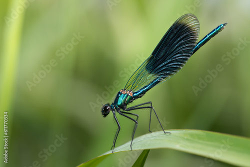 A shimmering blue demoiselle sits on a blade of grass in the tall grass. The background is green with room for text.