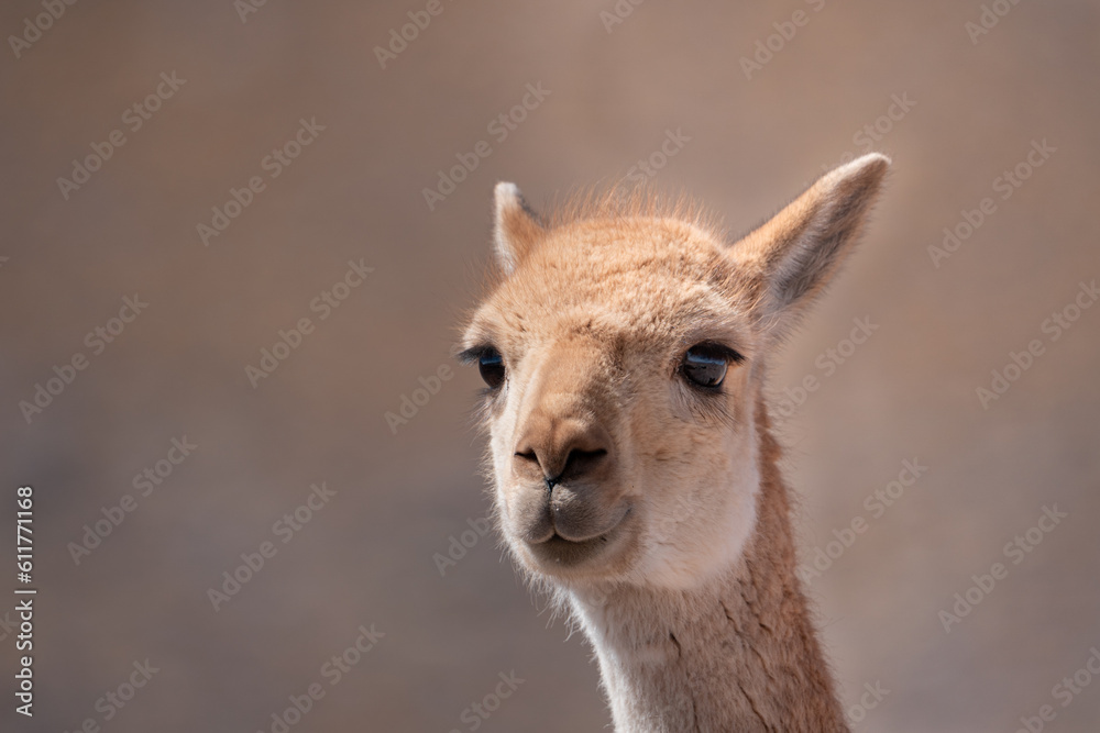 Vicuña, Lama Vicugna, en el desierto de Atacama. Altiplano chileno