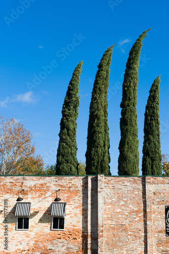 Italian Cypress trees rise above a brick building in Augusta, Georgia photo