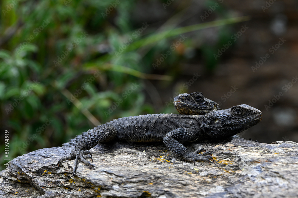 Couple of Roughtail rock agama, starred agama // Hardun-Pärchen (Stellagama stellio / Laudakia stellio) - Chalkidiki, Greece Couple of Roughtail rock agama, starred agama // Hardun-Pärchen (Stellagama stellio / Laudakia stellio) - Chalkidiki, Greece