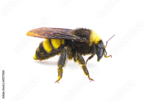 Wild American bumblebee - Bombus pensylvanicus - lightly dusted with yellow pollen Isolated on white background side profile view © Chase D’Animulls