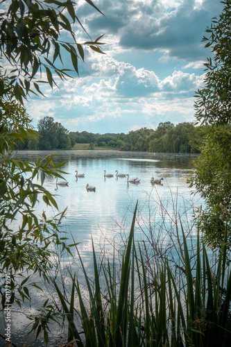 Fototapeta Naklejka Na Ścianę i Meble -  A flock of mute swans on a lake among nature. Swan birds on the water. Natural landscape