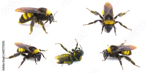Wild American bumblebee - Bombus pensylvanicus - lightly dusted with yellow pollen Isolated on white background bottom five views © Chase D’Animulls