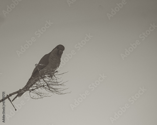 A colourful bird in a warm summer in Latin America