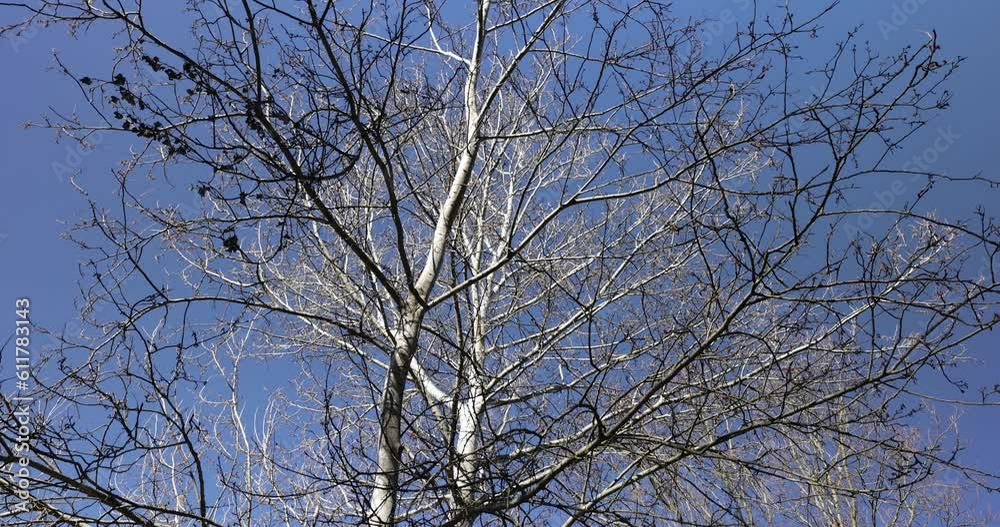 tall old birch during flowering and without foliage, spring season with birches with long flexible branches tall old birch during flowering and without foliage, spring season with birches with long flexible branches