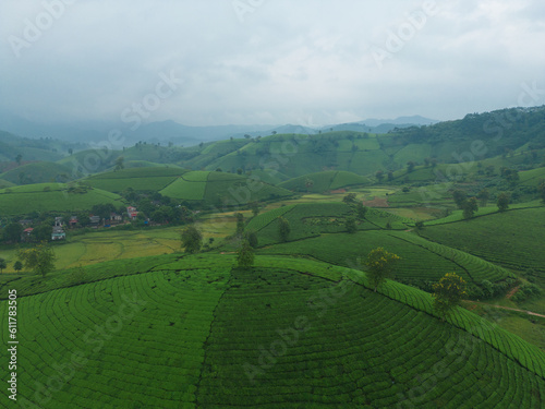 Aerial top view of green fresh tea or strawberry farm, agricultural plant fields with mountain hills in Asia. Rural area. Farm pattern texture. Nature landscape background, Long Coc, Vietnam.