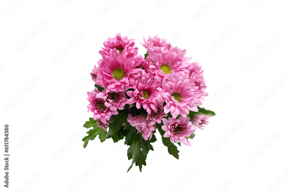白バックのピンクの菊の花束