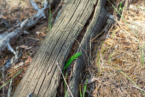 A green lizard peeks out from behind a fallen old pine trunk. Lacerta viridis. The male is almost entirely green or brownish green, with black and lemon yellow flecks.