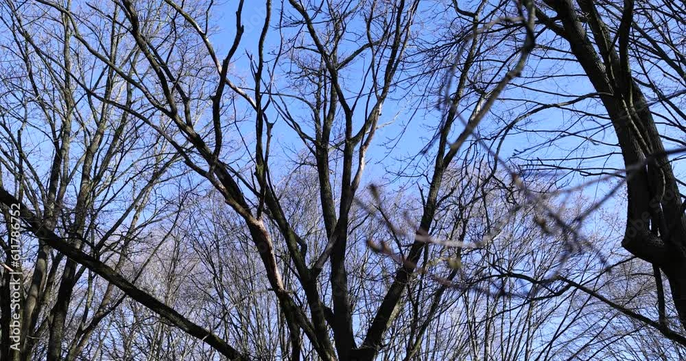 the tops of various deciduous trees in the spring season , a park with trees in early spring the tops of various deciduous trees in the spring season , a park with trees in early spring
