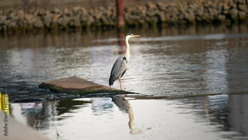 Great blue heron standing resting on a stone pier. Royal Heron in docks harbor with boats passing in the background. great gray heron waiting at a pier, Seagull And Heron On The Pier. Scandinavia photo