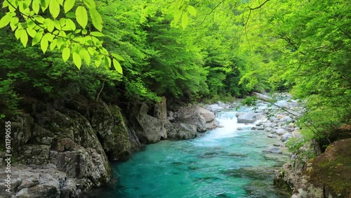 river in the forest