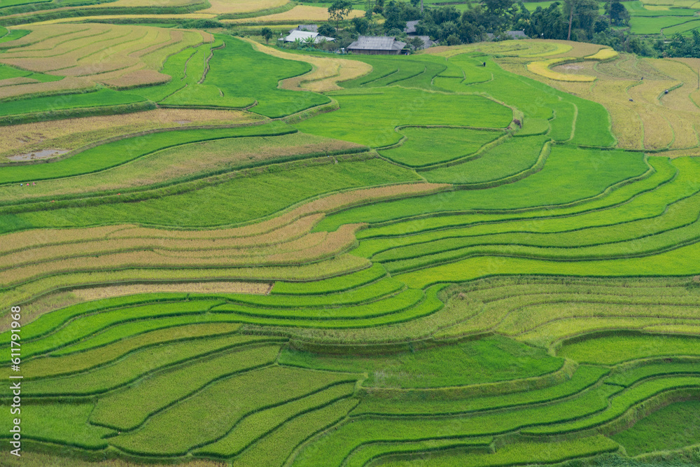 Aerial top view of fresh paddy rice terraces, green agricultural fields in countryside or rural area of Mu Cang Chai, mountain hills valley in Asia, Vietnam. Nature landscape background.
