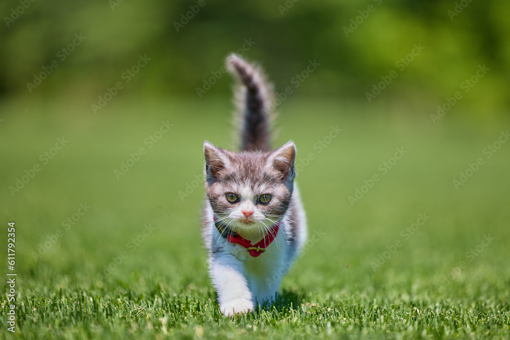 芝生を歩く子猫