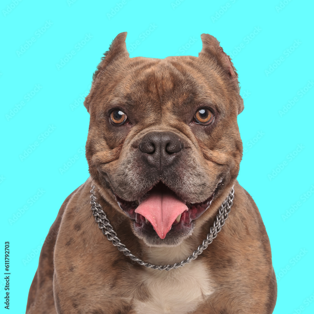 cute american bully dog with collar sticking out tongue and panting cute american bully dog with collar sticking out tongue and panting
