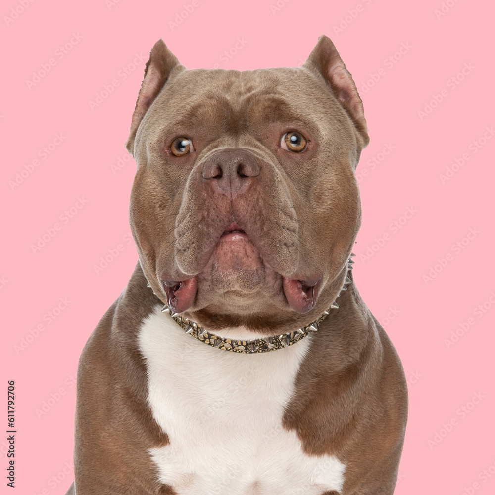 cute american bully puppy with collar looking up and sitting cute american bully puppy with collar looking up and sitting