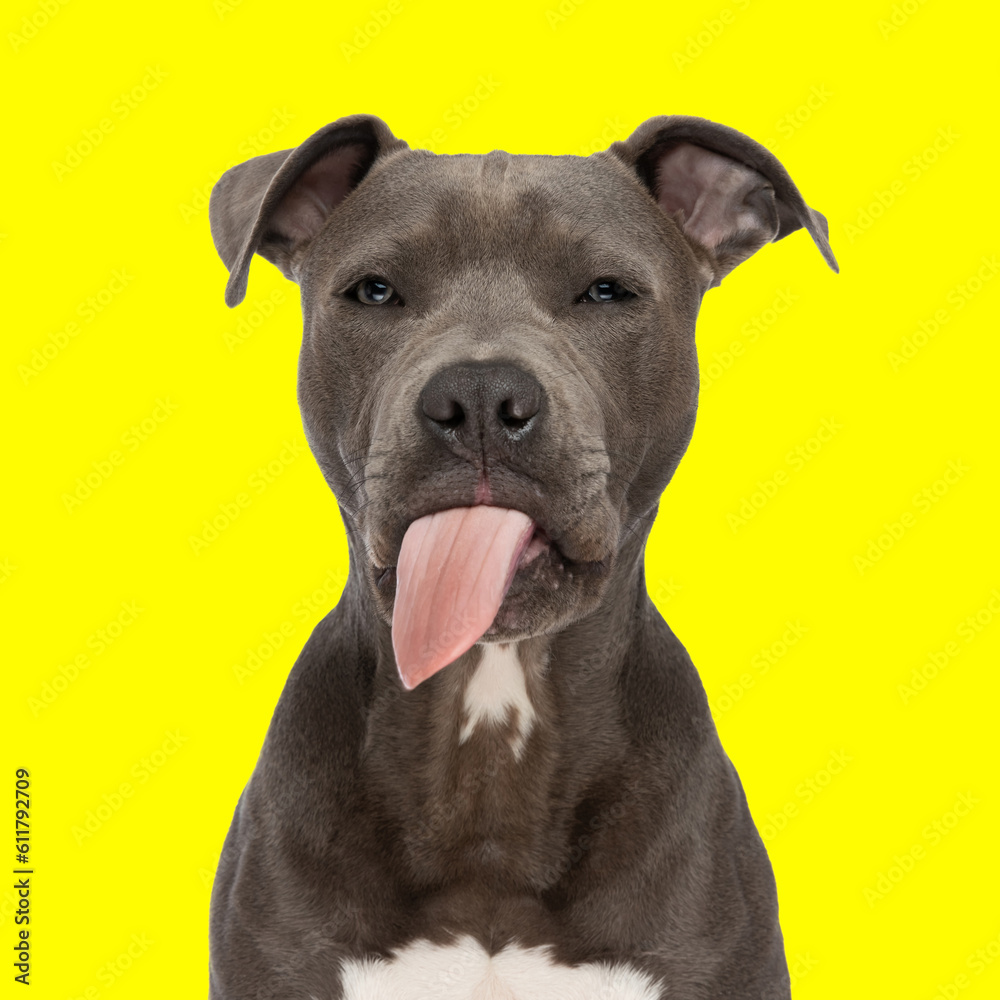 cute amstaff puppy sticking out tongue and panting on yellow background