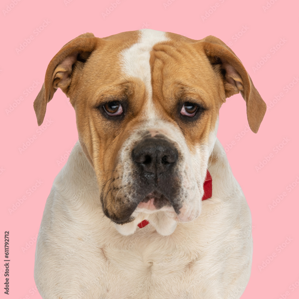 lovely american bulldog puppy with red bowtie looking forward