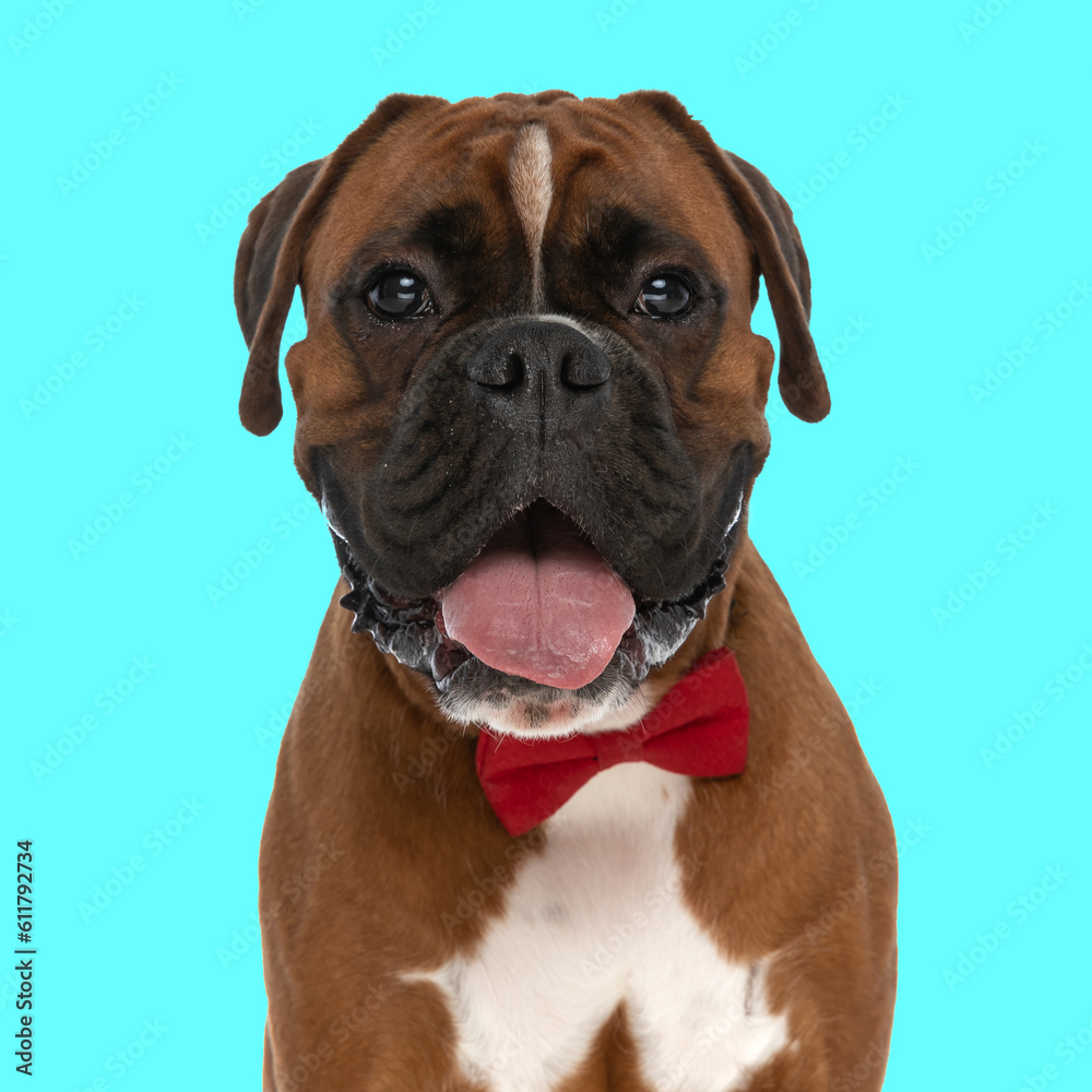 adorable elegant boxer dog with red bowtie sticking out tongue
