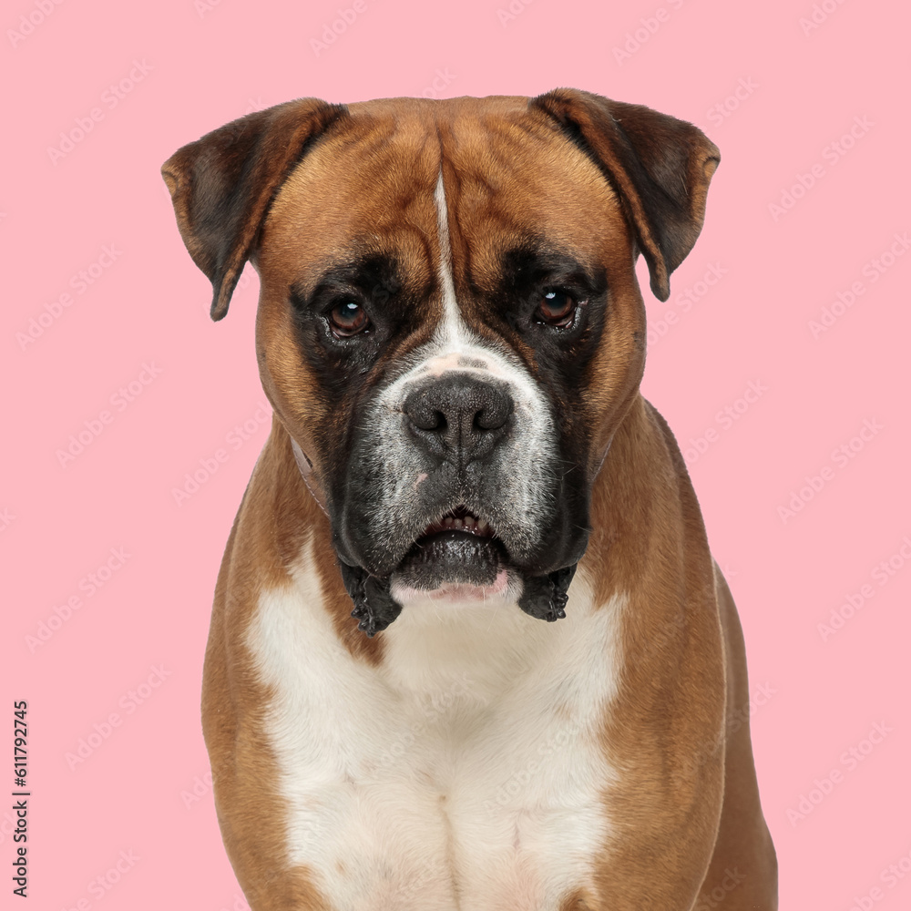 cute boxer dog sitting on pink background and looking forward