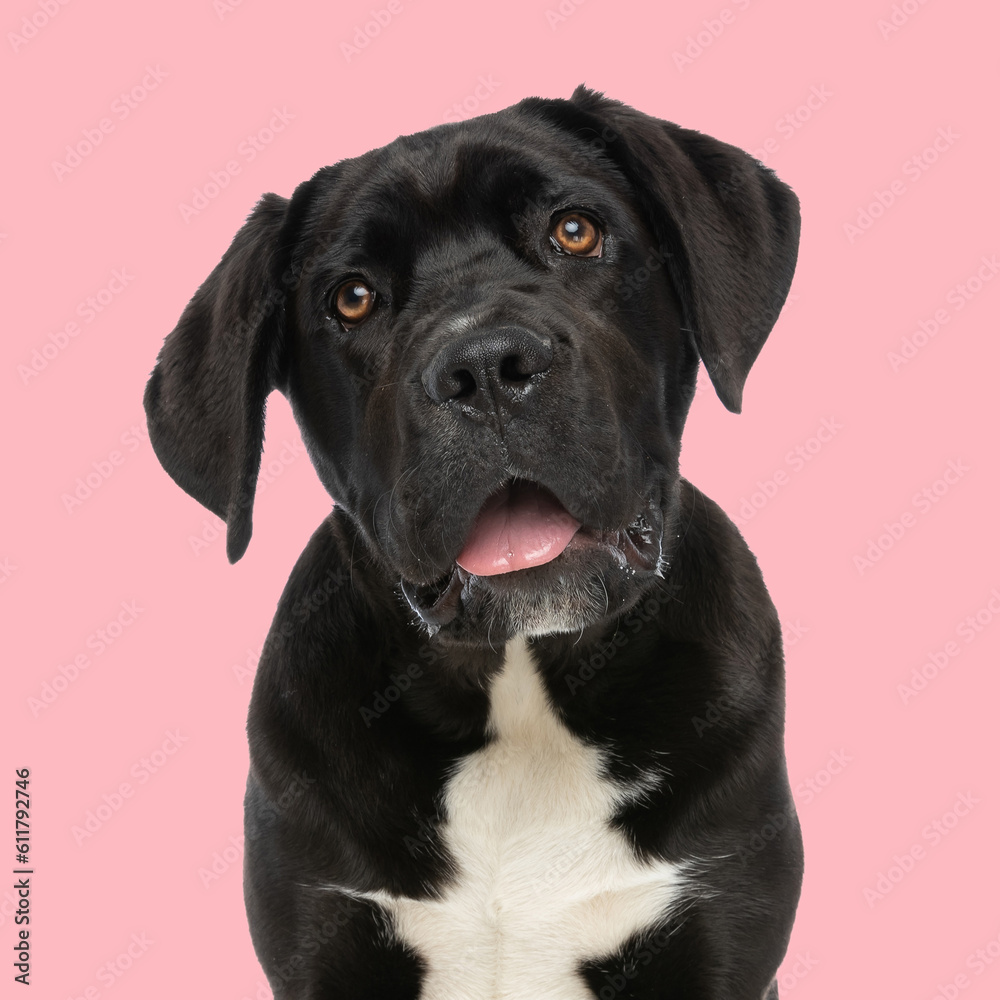 small cute cane corso puppy looking up with tongue exposed and panting