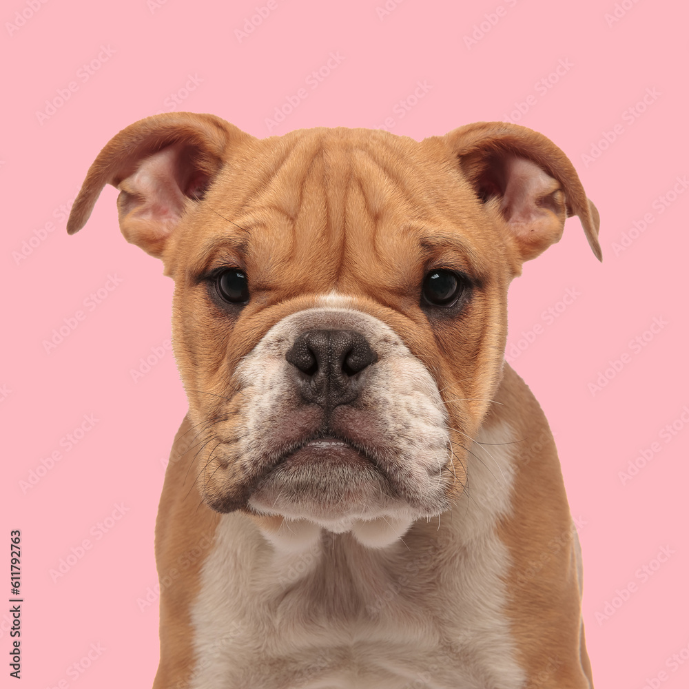 sweet little english bulldog puppy standing and looking forward sweet little english bulldog puppy standing and looking forward