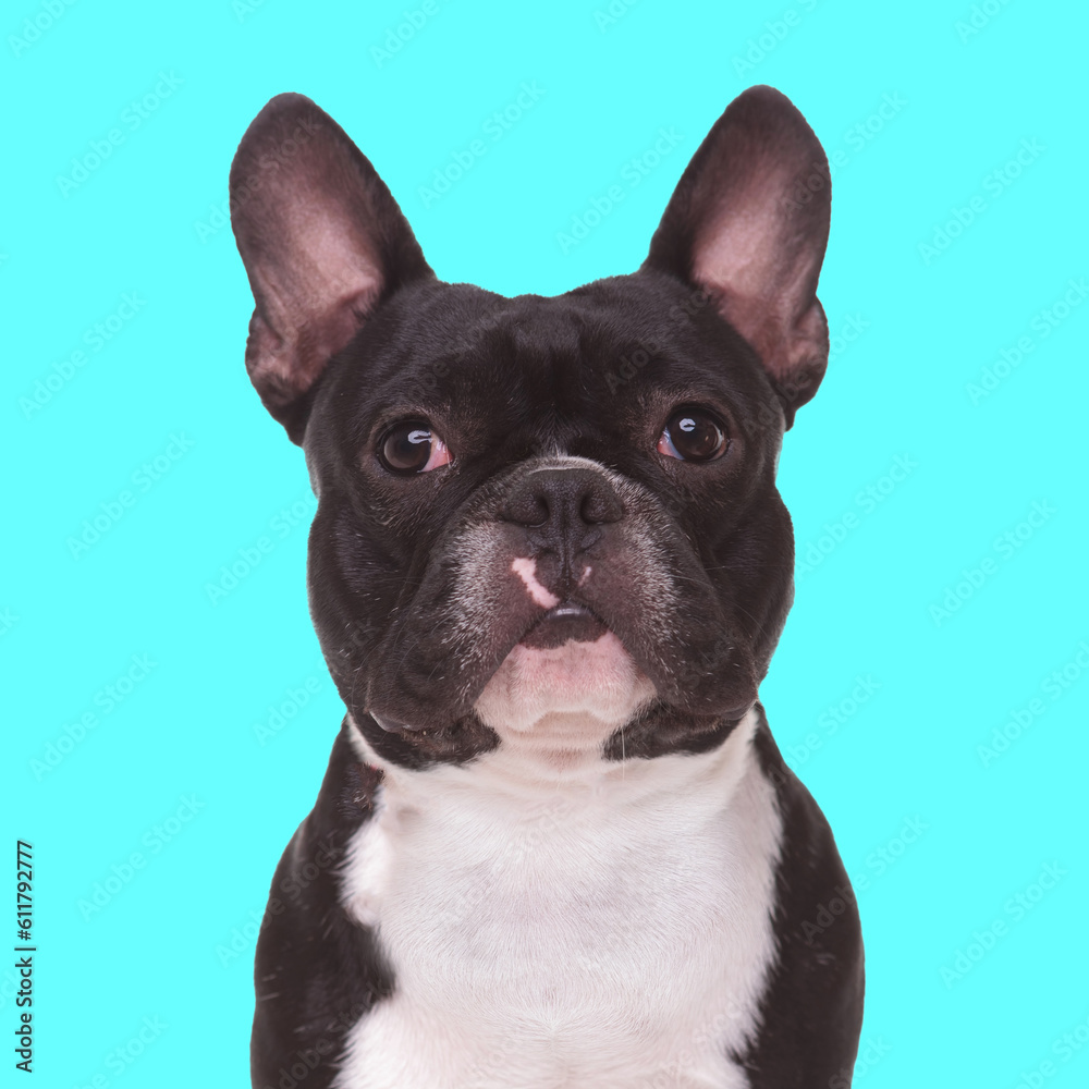 sweet french bulldog puppy looking forward and sitting