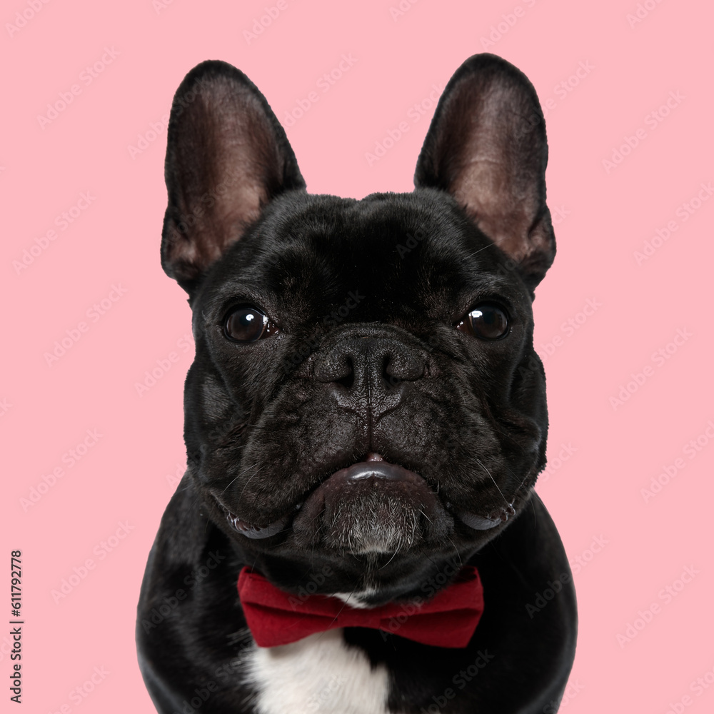 cute french bulldog dog wearing bowtie and looking forward