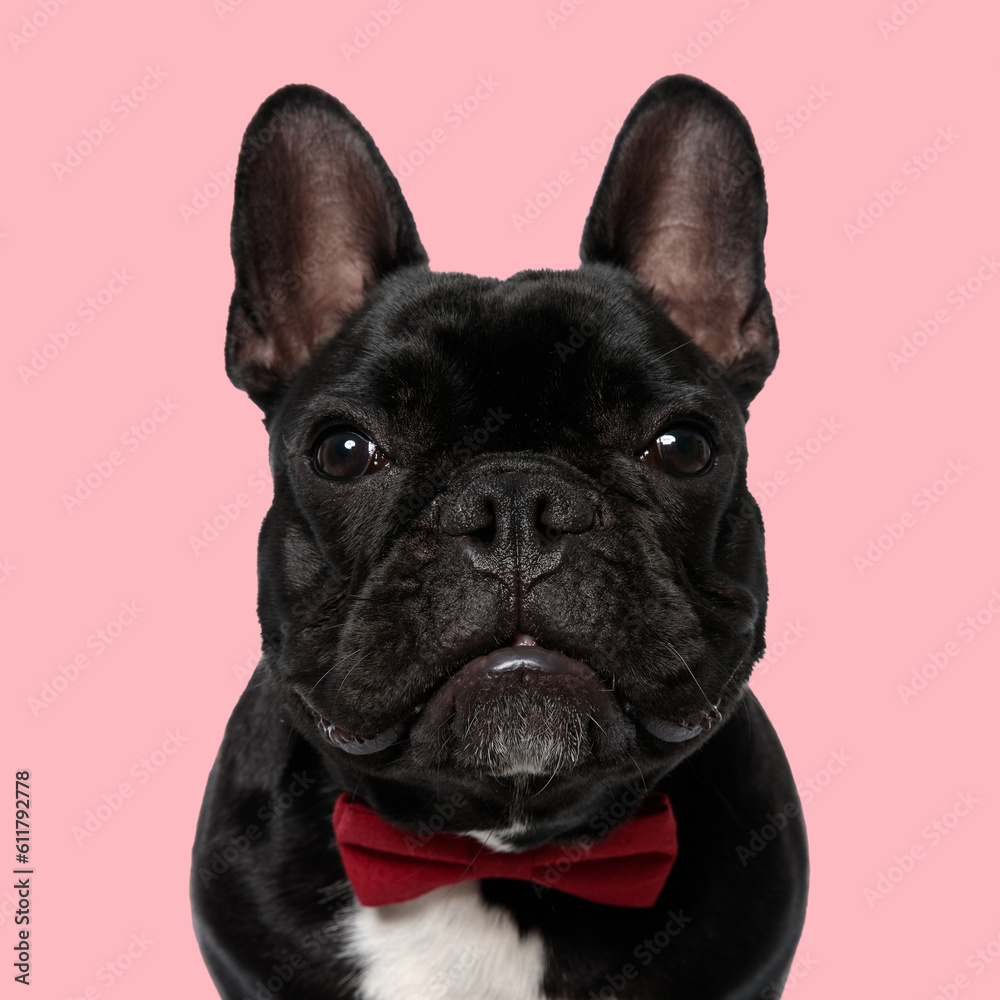 cute french bulldog dog wearing bowtie and looking forward cute french bulldog dog wearing bowtie and looking forward