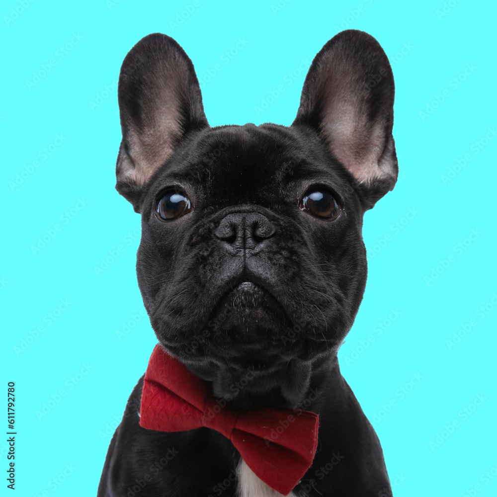 elegant curious frenchie dog with red bow tie looking up
