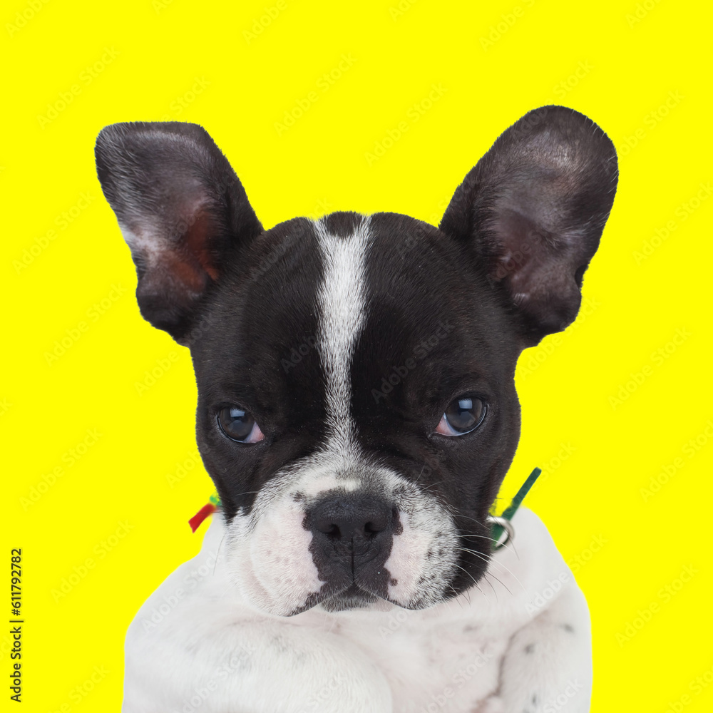 adorable small french bulldog puppy looking forward and sitting