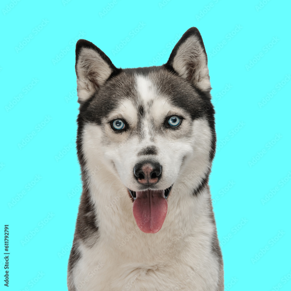 portrait of beautiful husky sticking out tongue and panting portrait of beautiful husky sticking out tongue and panting