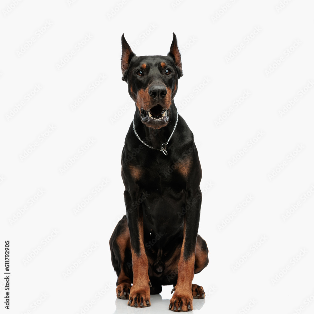 angry dobermann puppy with collar looking forward and barking angry dobermann puppy with collar looking forward and barking