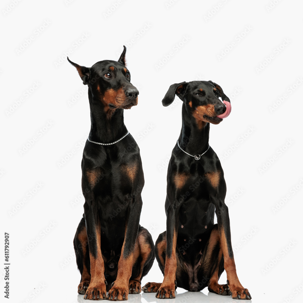 adorable family of two dobermann dogs sitting and looking to side