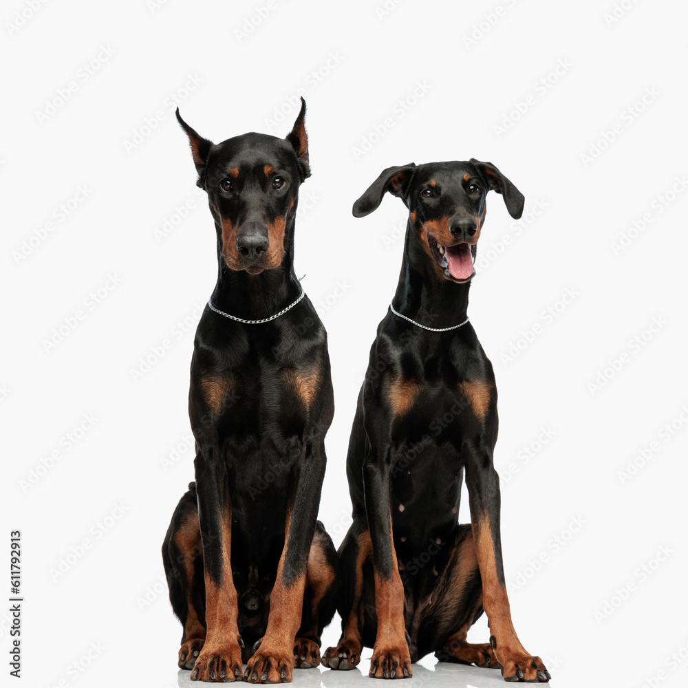 cute couple of two dobermann puppies one being excited and panting