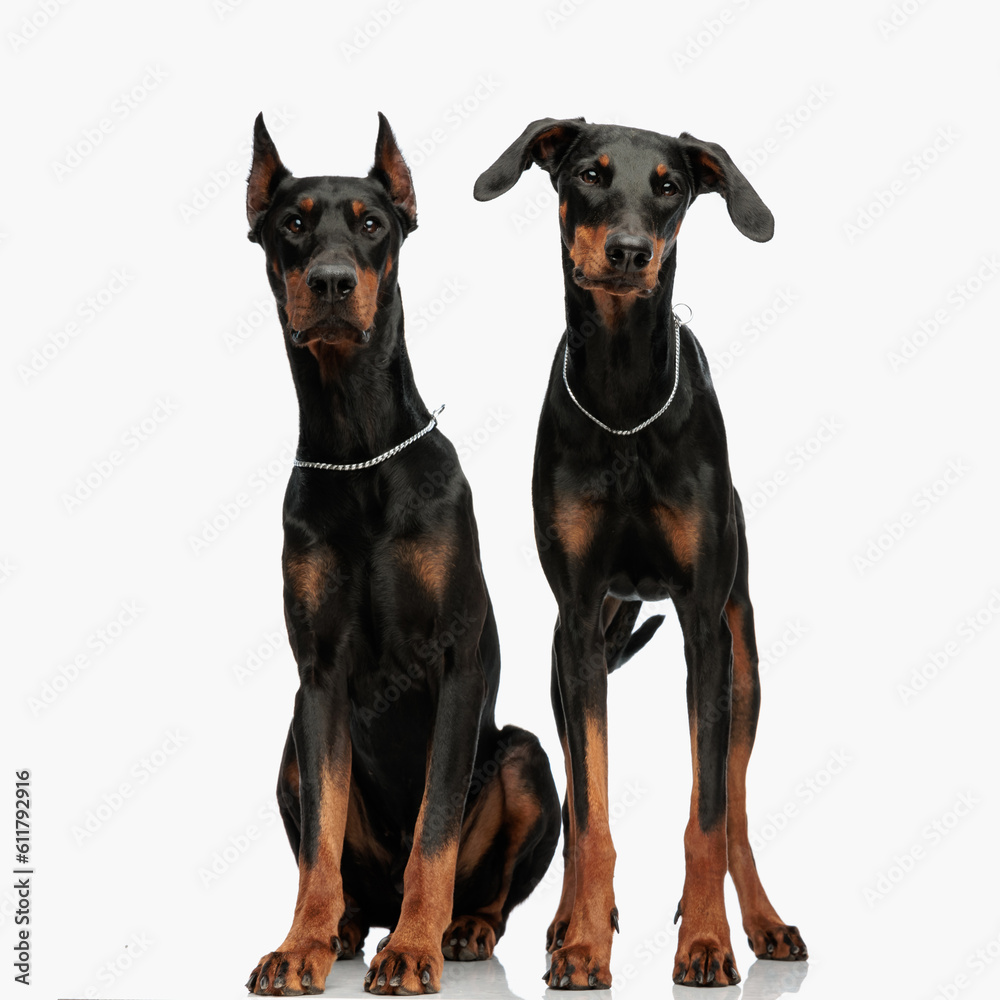 cute couple of dobermann dogs sitting and standing while looking forward