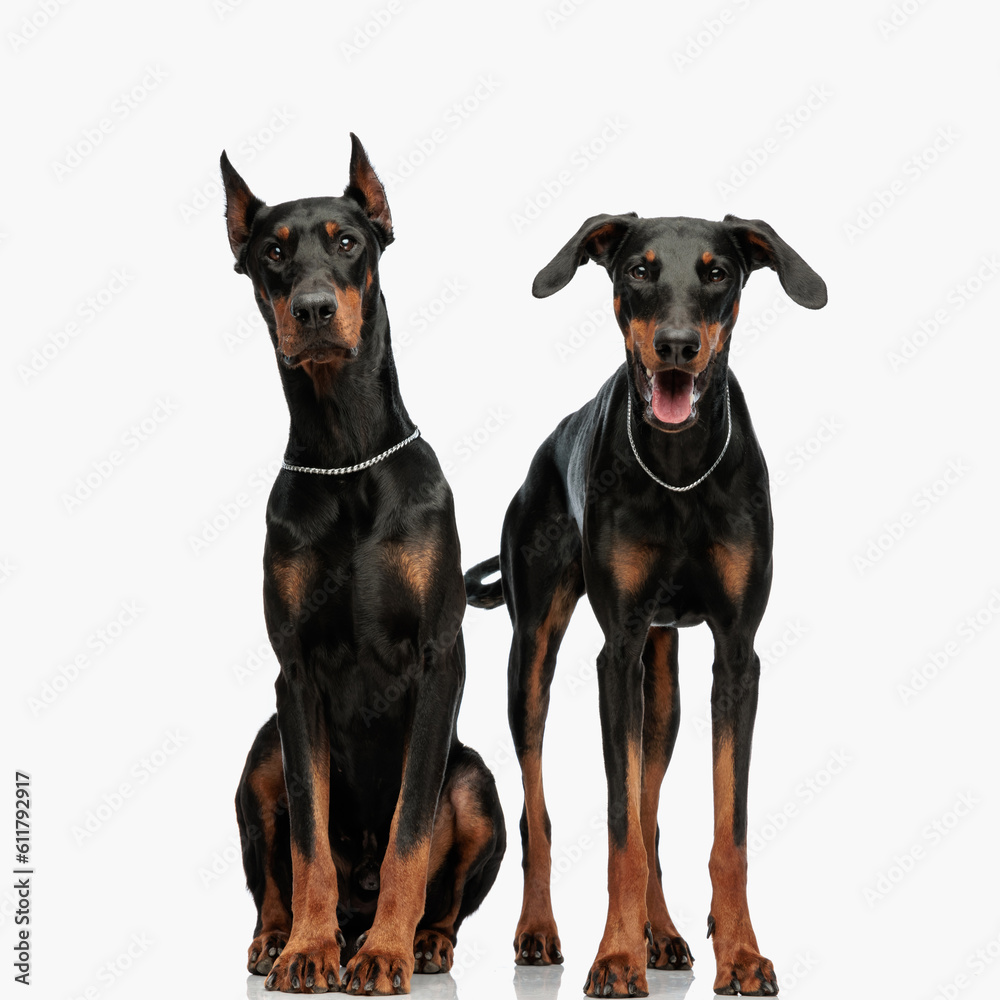 excited dobermann puppy standing next to his sitting brother