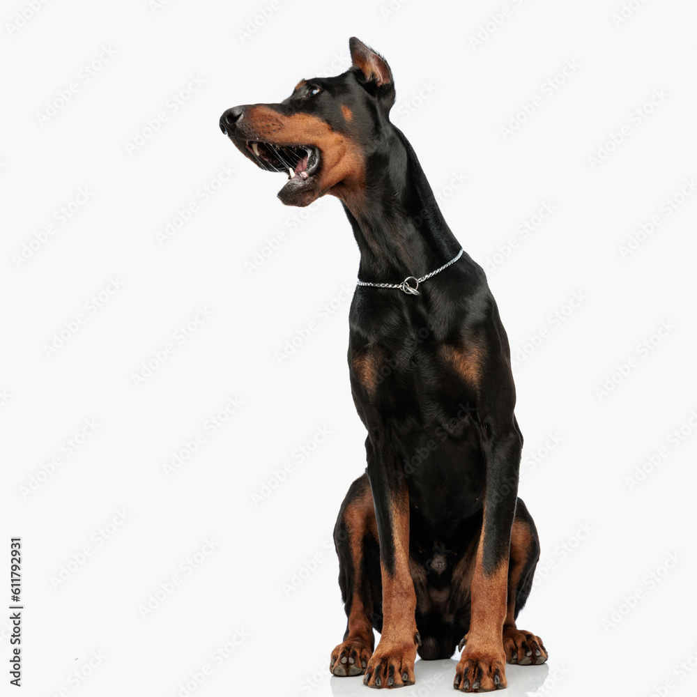 lovely dobermann puppy with collar barking and looking to side