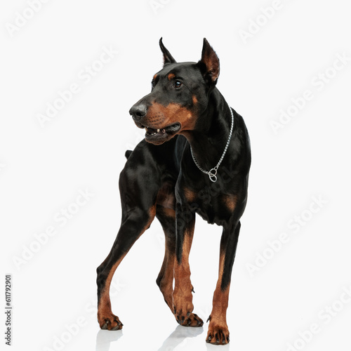 curious dobermann dog with collar looking to side and being on guard