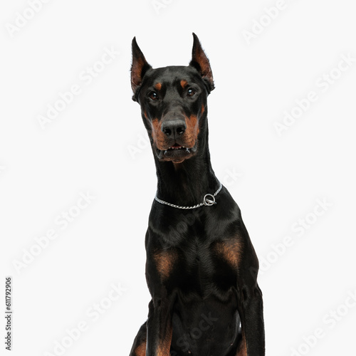 Photo portrait of cute dobermann dog with silver collar looking forward
