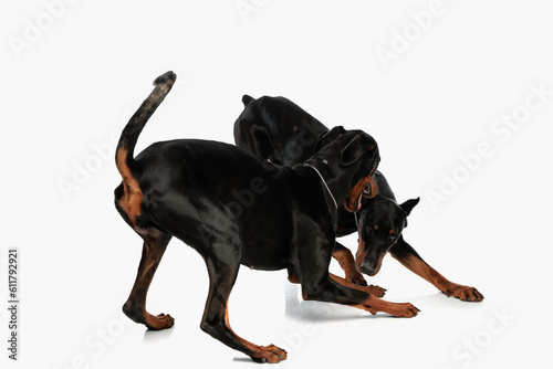 Valokuva excired two dobermann dogs playing around and having fun