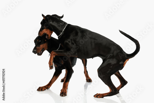 happy dobermann dog biting his brother ears and having fun