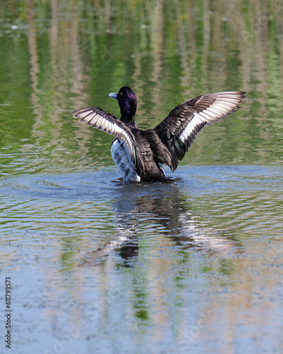 duck on the water © florin