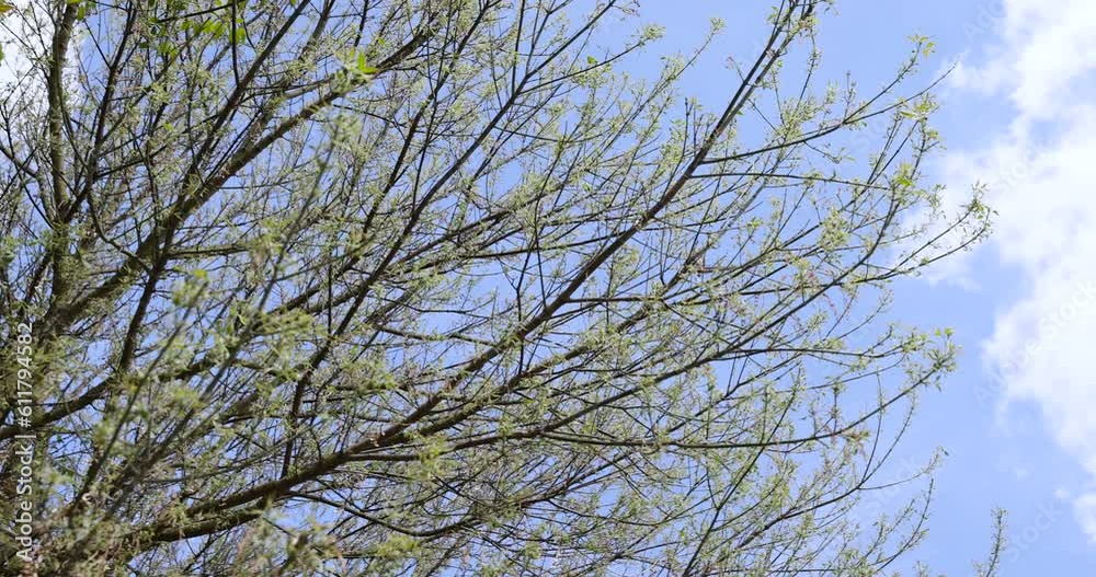 the green foliage of the ash tree in the spring season, the first spring foliage of the ash tree in the park the green foliage of the ash tree in the spring season, the first spring foliage of the ash tree in the park